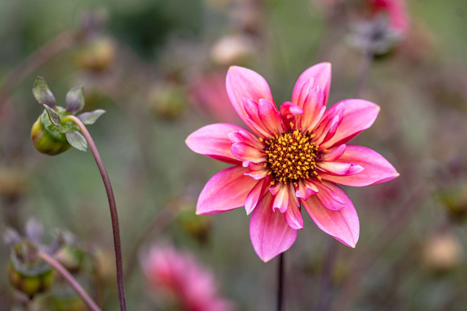 Dahlie 'Princess Nadine'